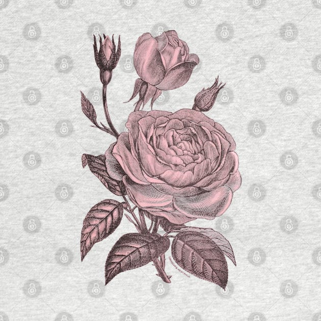 Pink Rose Flower Vintage Illustration by Biophilia